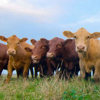 Cows
