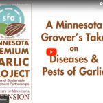 Garlic pests diseases