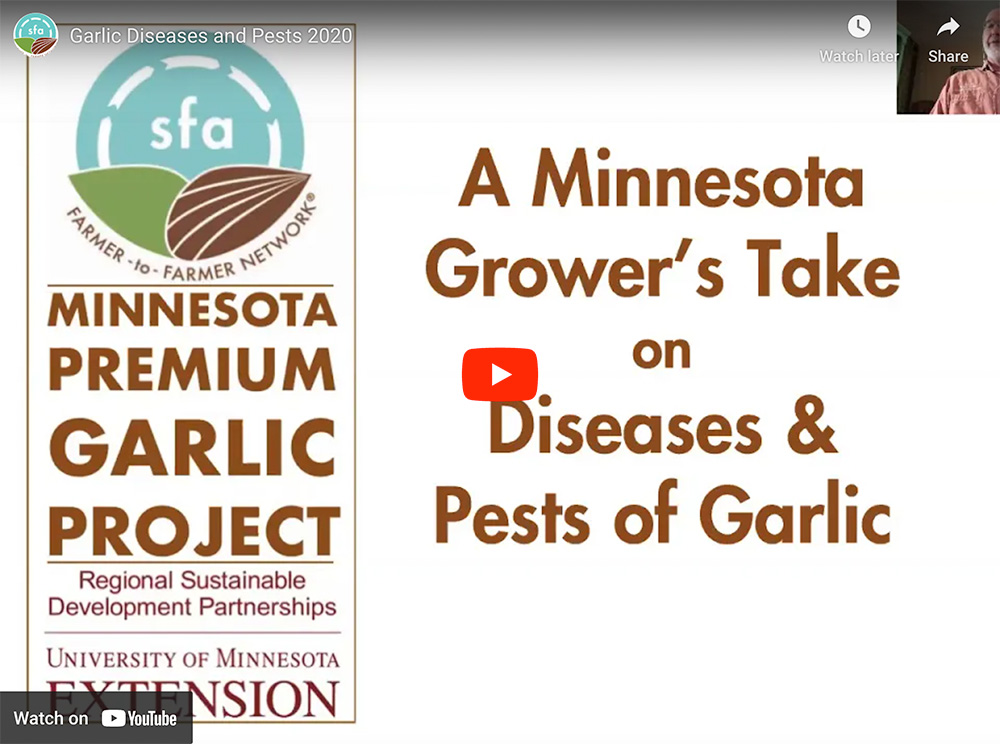 Garlic pests diseases