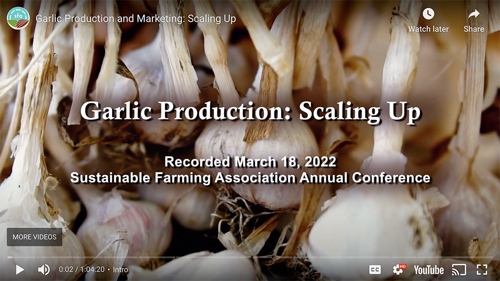 Garlic production scaling up