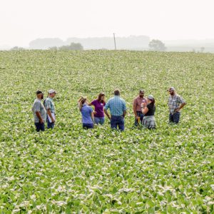 Soybeans