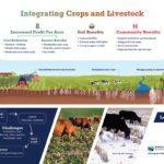 Integrating Crops & Livestock