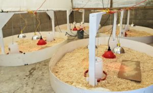 Pastured Poultry Fact Sheet - Sustainable Farming Association