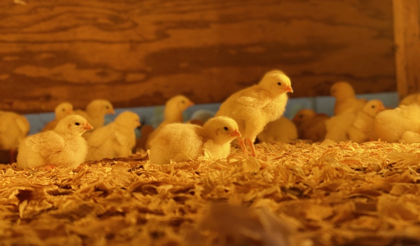 https://sfa-mn.org/wp-content/uploads/2023/01/chicks_in_brooder_web.jpeg