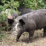 Pastured Pigs