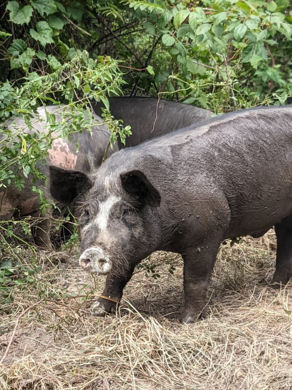 Pastured Pigs