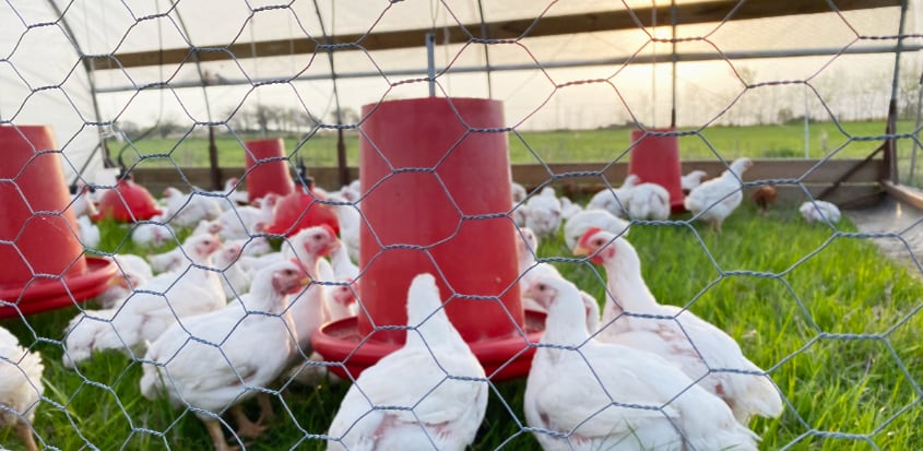 FAQ: Simple Electric Fences for Chickens - Robert Plamondon's Rural Life