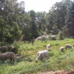Sheep + Grass + Trees