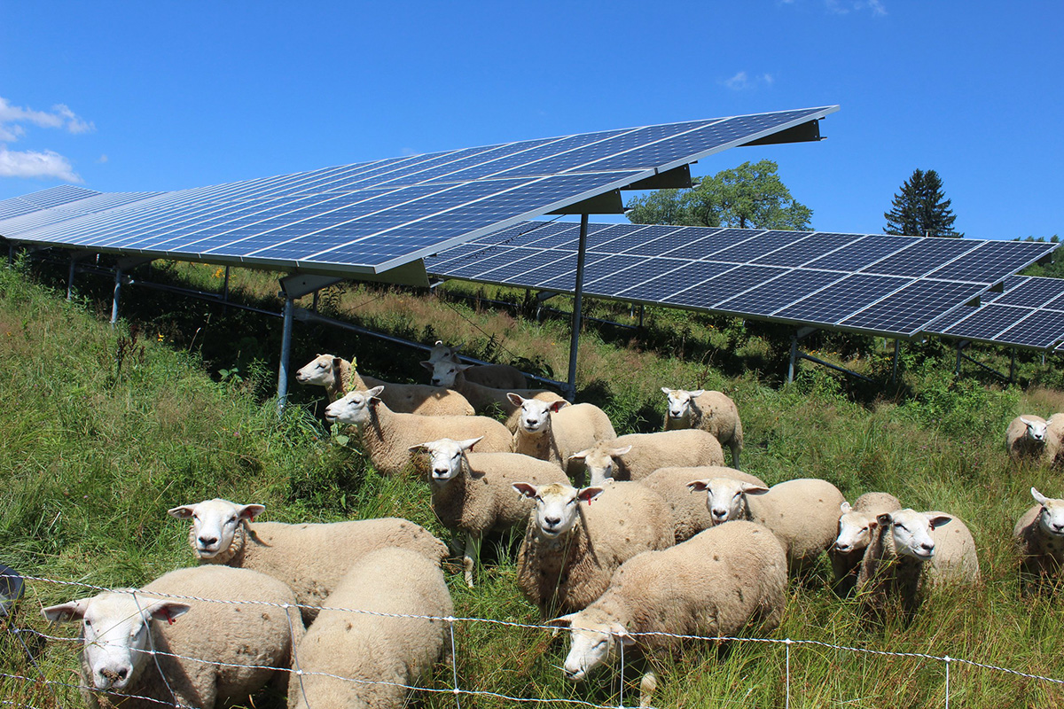 Sheep solar panels