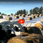 Winter Cattle Feeding