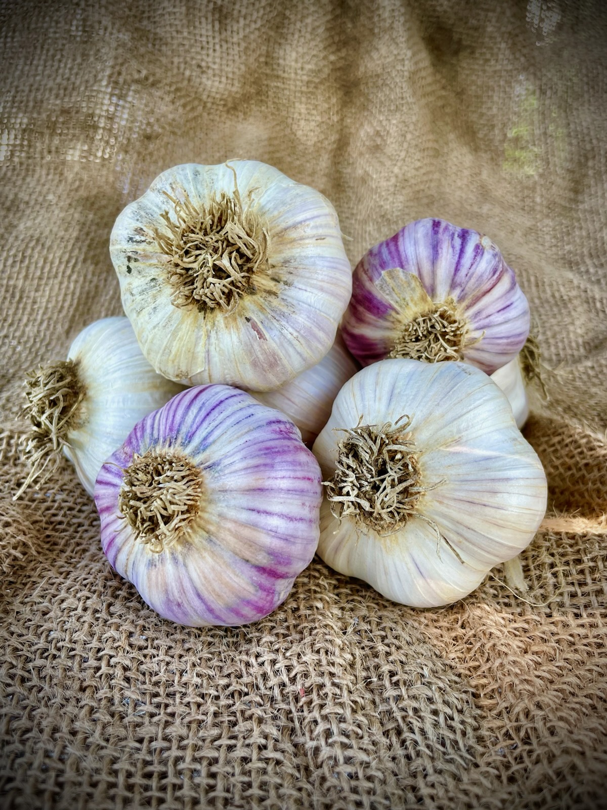 Garlic - Sandy Sprouse