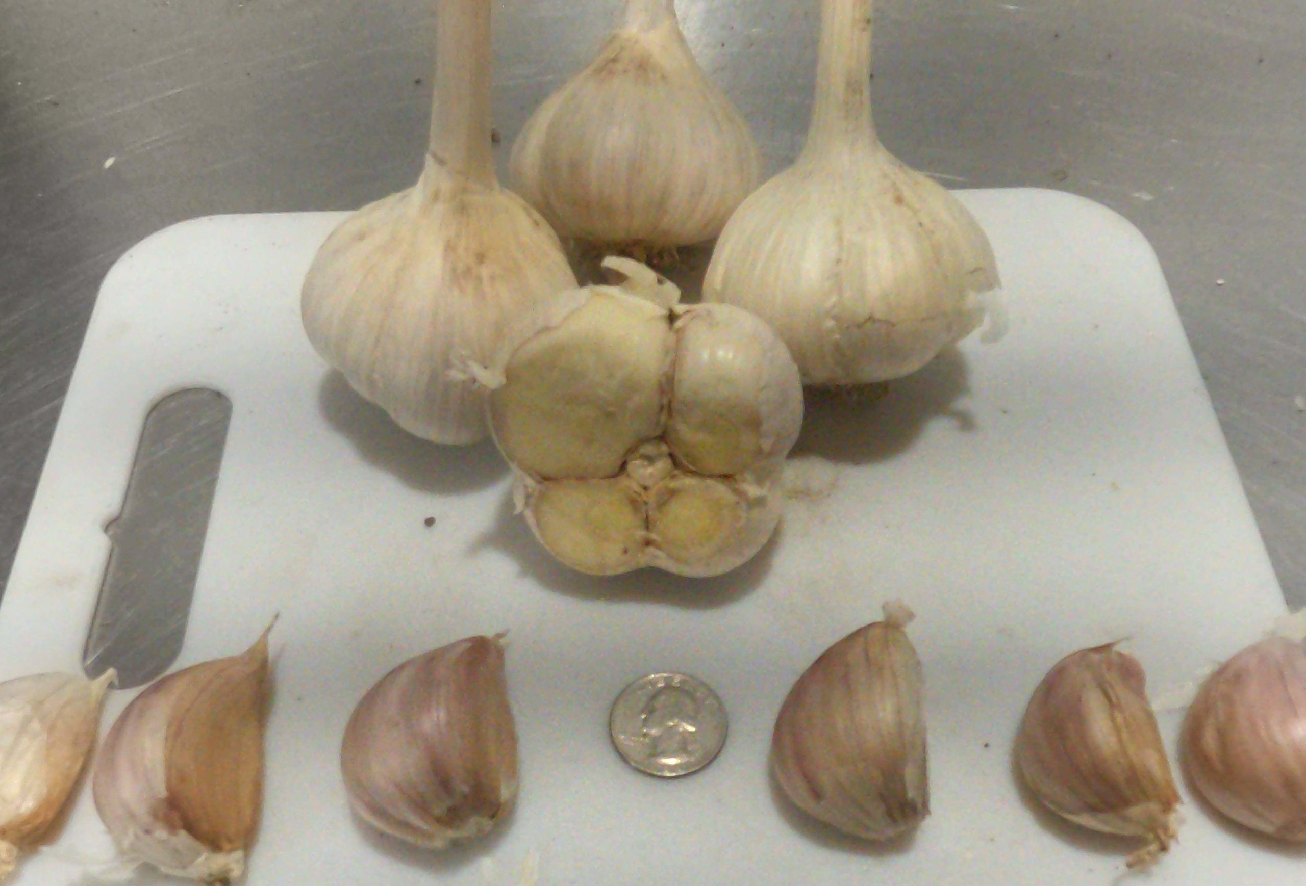 The Garlic Farmers Bulb & Cloves Cropped low rez