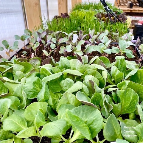 SFA Homestead Class March 2025