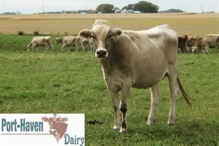 Portner Cow Port-Haven Dairy
