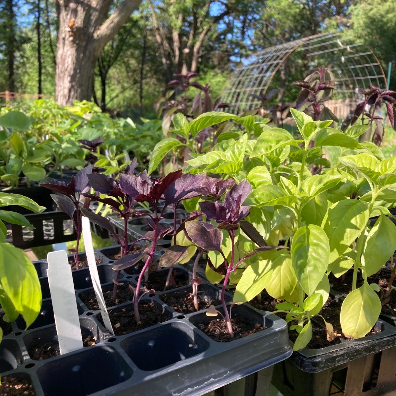 2022.June.3.TC.Growers.Prairie.Smoke.Gardens-18.foremail 2022.June.3.TC.Growers.Prairie.Smoke.Gardens-18.foremail