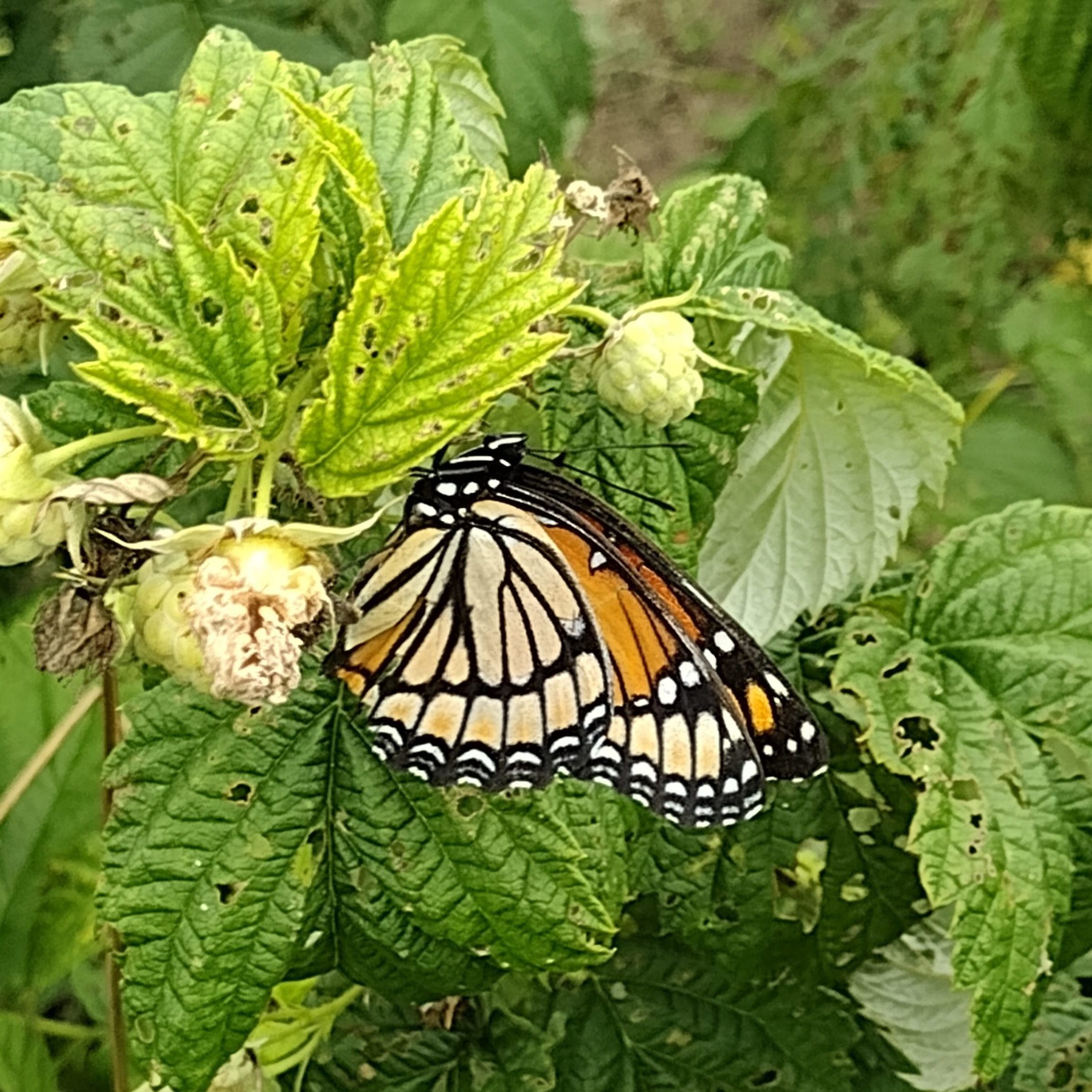 Monarch Kelley Rajala