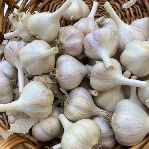 Garlic