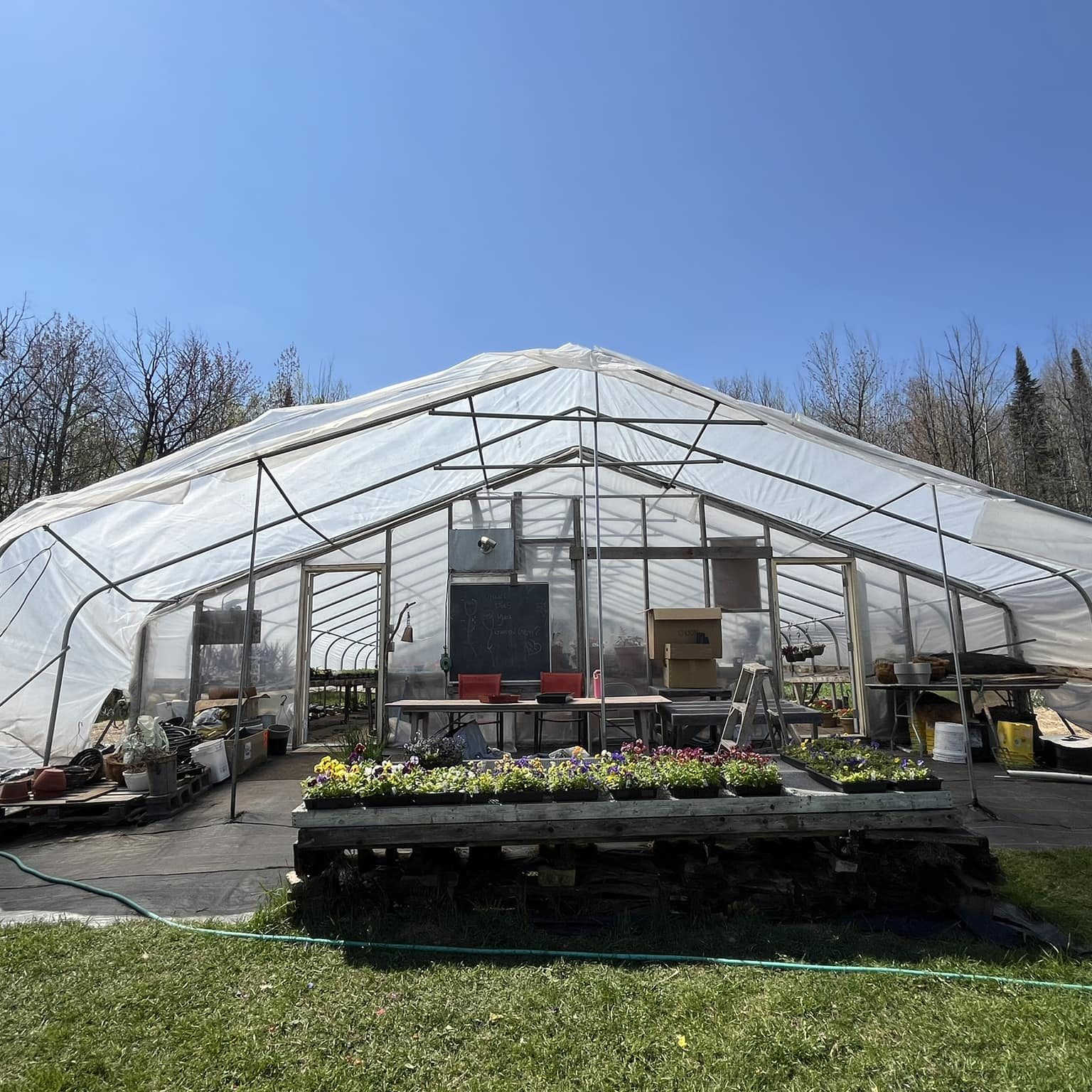 Silversage greenhouse - Julie allen