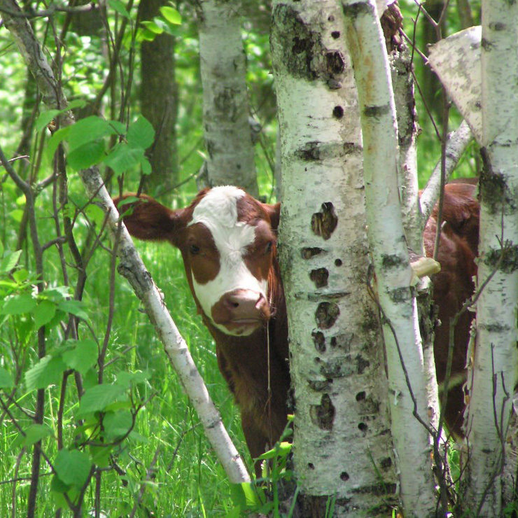 agroforestry