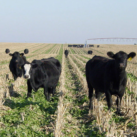 Cows in field