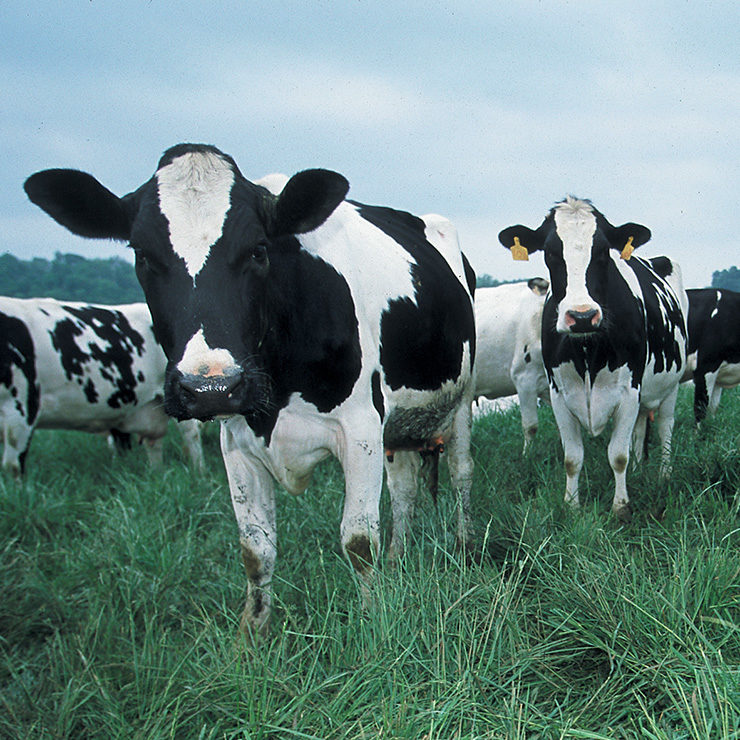 dairy-grazing