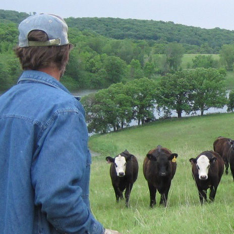 Farmer & cows