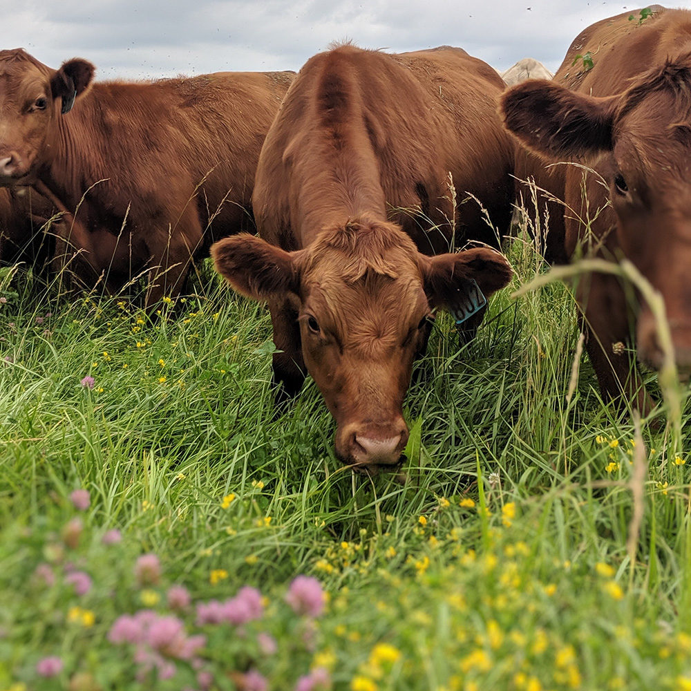 Grazing cattle