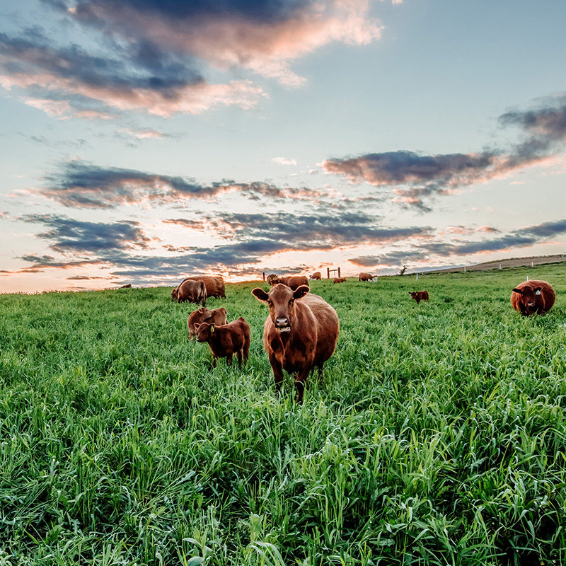 Grazing cattle