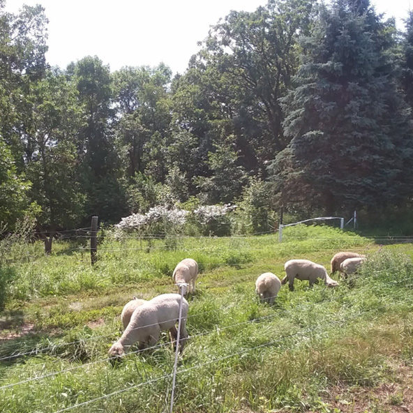 Sheep grazing