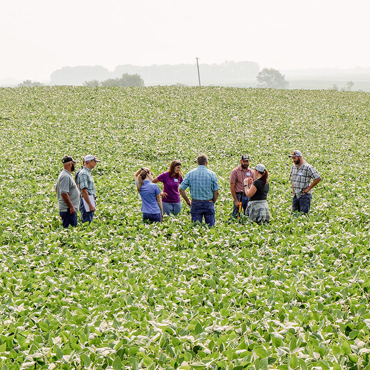 Soybeans